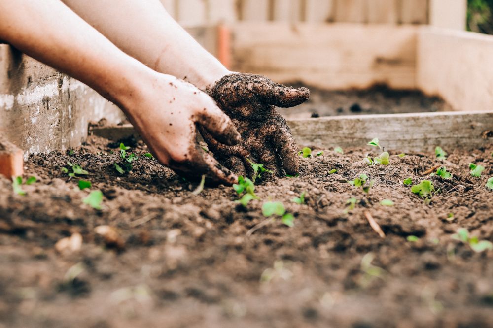 Pallkrage – den perfekta lösningen för din trädgård