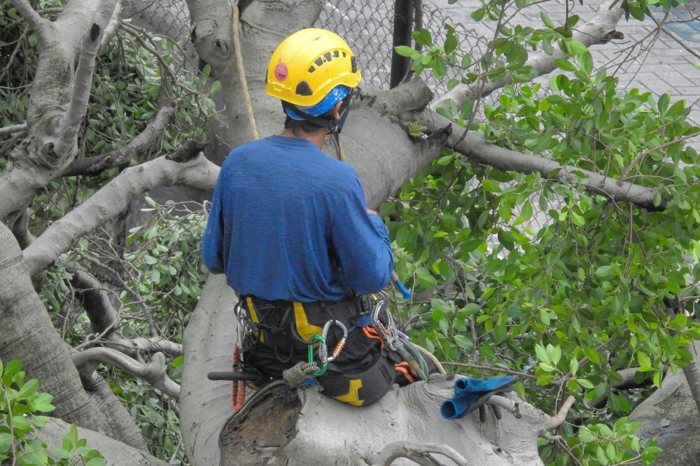 Arborist täby  professionell trädvård för hållbara gröna miljöer